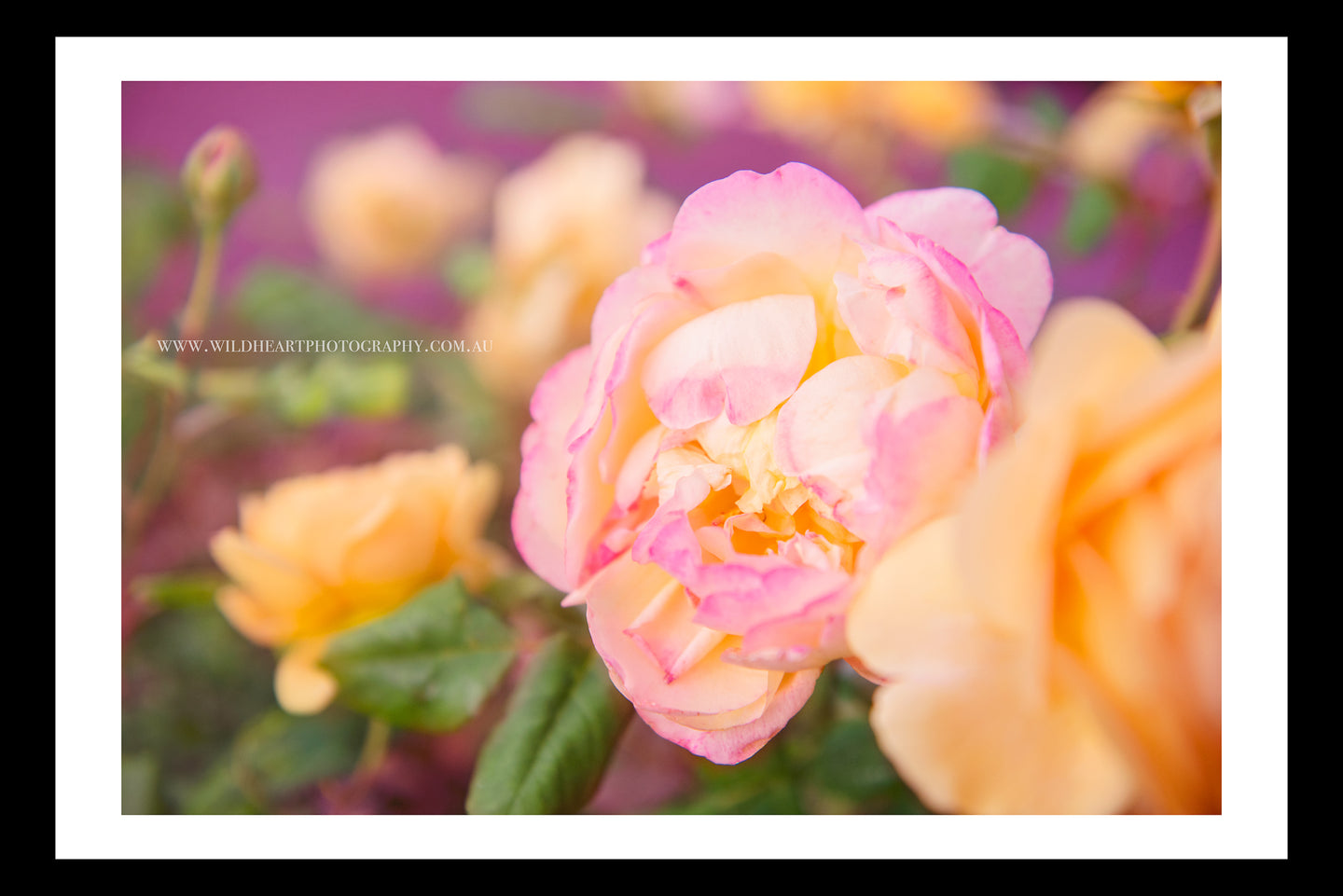 Floral - Sedona Roses